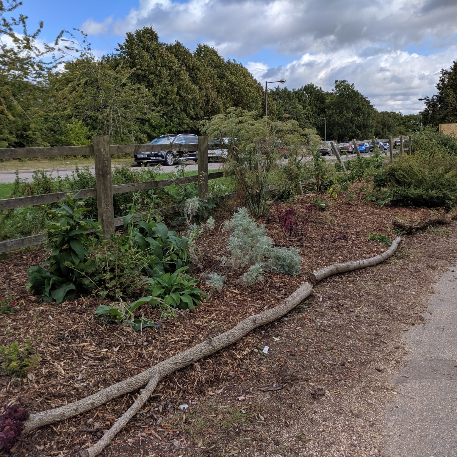 Post garden work party looking tidy with lots of woodchip mulch, Sep 2019