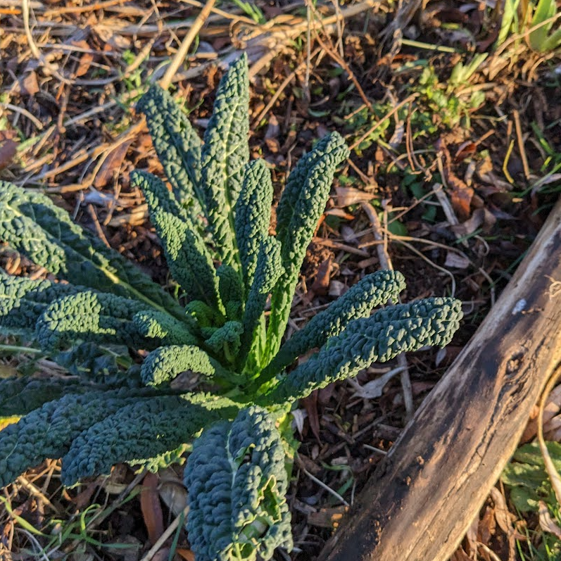 Cavolo nero growing in the garden in January