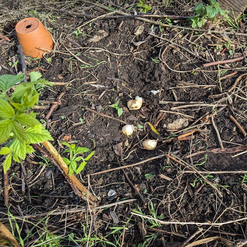 Garlic cloves we planted