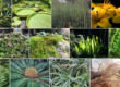 Evolutionary plants