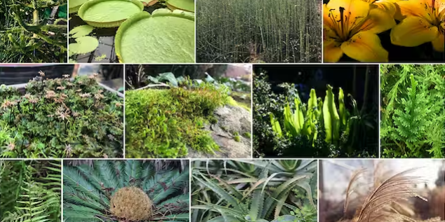 Evolutionary plants Evolutionary plants