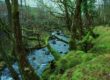 temperate rainforest