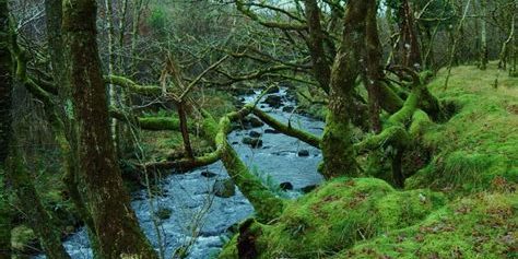 temperate rainforest temperate rainforest