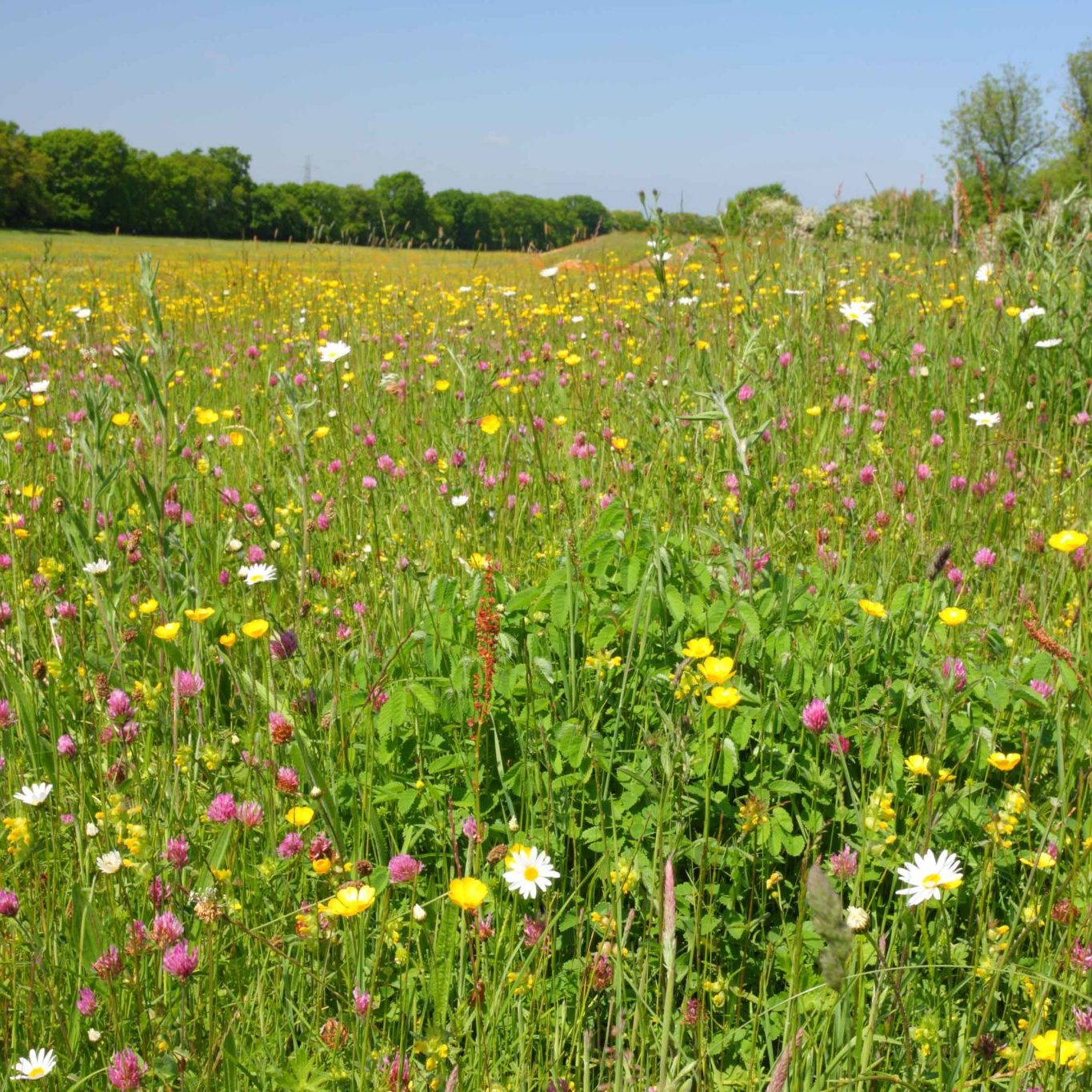 A flowering floodplain meadow. (Image credit: Friends of Rawcliffe Meadows)