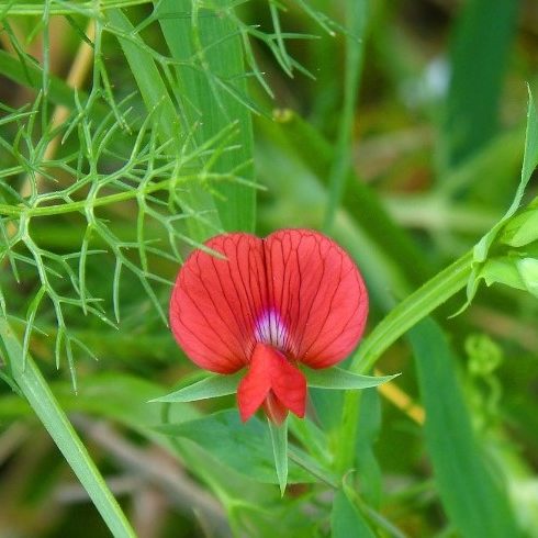 Lathyrus_cicera - red pea vine