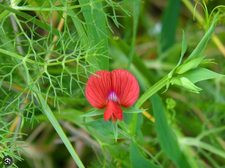 Lathyrus_cicera