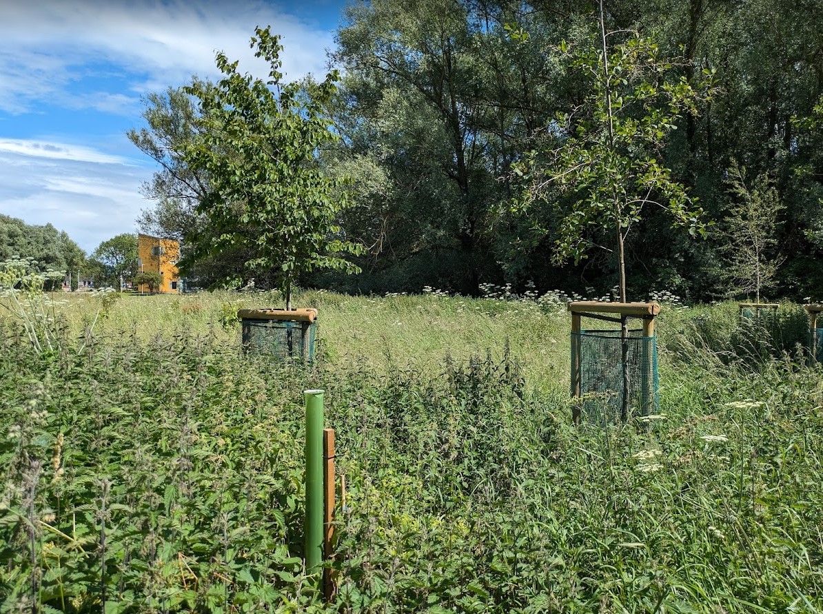 WOLL floodplain meadow