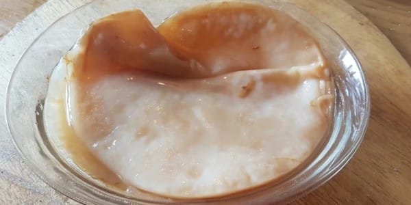 Scoby