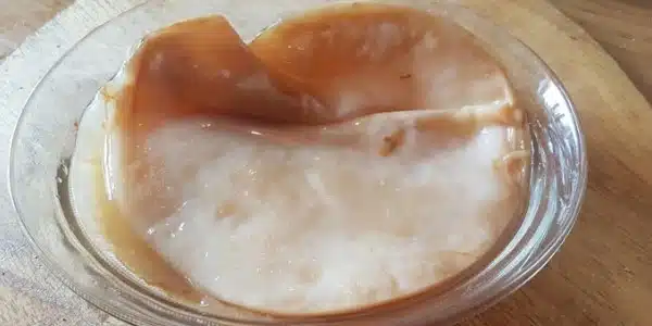 Scoby